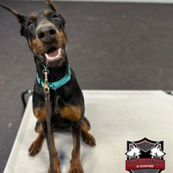 Revolutionary Canine - Thanks, Revolutionary Canine! Laynie and her family are forever grateful!