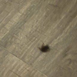 Cockroaches Cockroaches