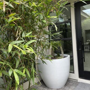 Moon Valley Nurseries - Bamboo and Madagascar Palms. - Tree Services Near Me - Irvine, California Moon Valley Nurseries - Bamboo and Madagascar Palms. - Tree Services Near Me - Irvine, California