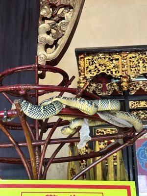 Penang Snake Temple by null