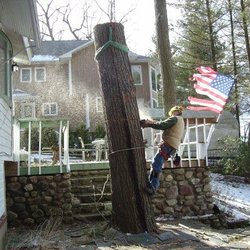 Maximum Tree Service