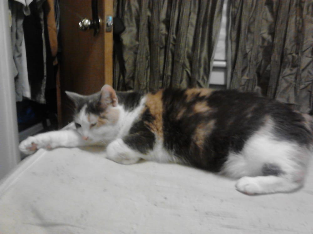 Bill's Pomona Pet Shop & Supplies Image