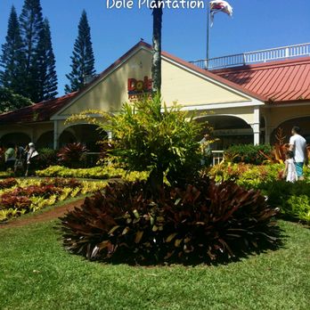 Dole Pineapple Garden Maze - Botanical Gardens Near Me - Wahiawa, Hawaii Dole Pineapple Garden Maze - Botanical Gardens Near Me - Wahiawa, Hawaii
