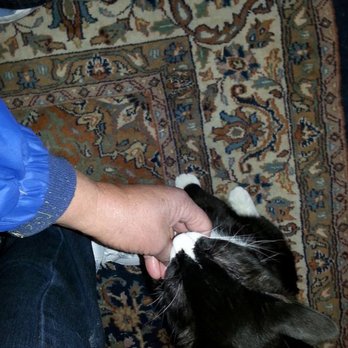 Safe At Home Pet Sitting - Time for a little love! - Pet Sitting Near Me - Carson City, Nevada Safe At Home Pet Sitting - Time for a little love! - Pet Sitting Near Me - Carson City, Nevada
