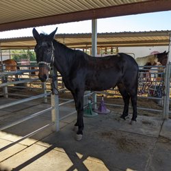 Arizona Cowboy College - Nacho the mule.