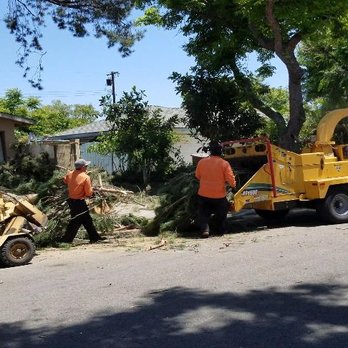 Tony's BC Tree Service - Tree Services Near Me - Orange, California Tony's BC Tree Service - Tree Services Near Me - Orange, California