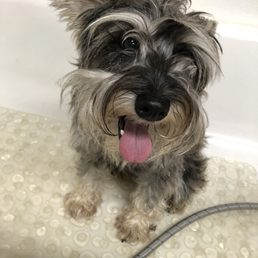Before and after pictures of grooming ! Before and after pictures of grooming !