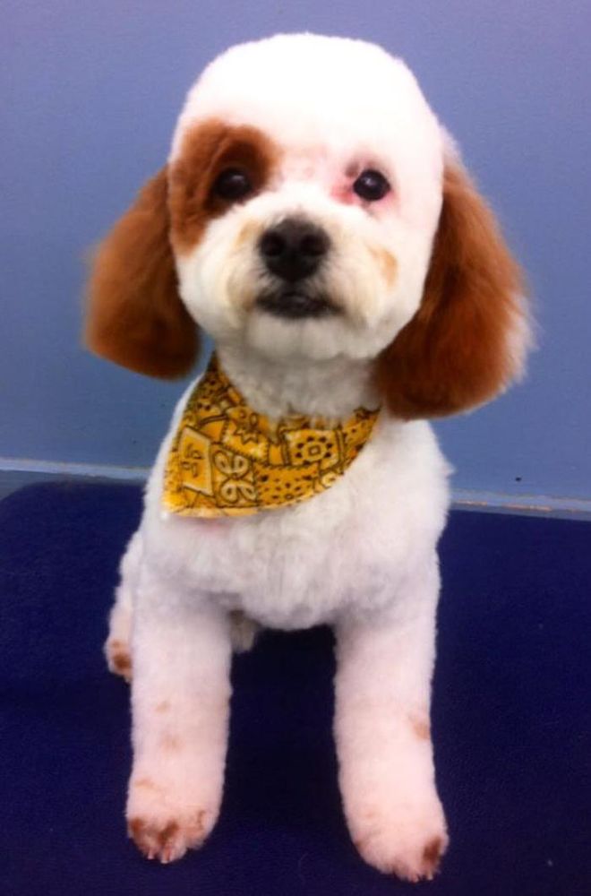 ANTHONY’S FOR DOGS ONLY Updated October 2024 13 Photos 96724