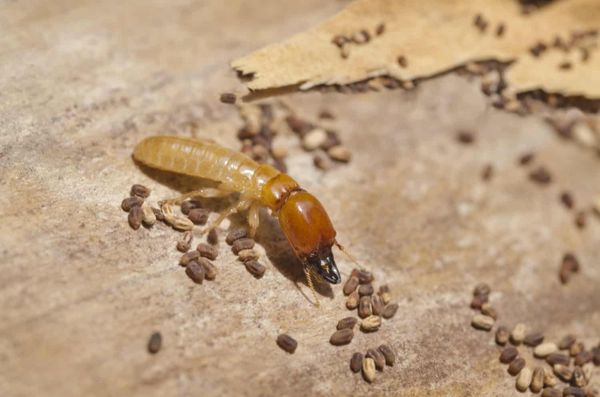 Termites - There are lots of things you love about owning your home, but dealing with termites doesn't make that list. Put the Prestige Termite Solutions number in your contacts list today! You can count on us to find an effective solution to your pest problem, whether you need a localized termite treatment of fumigation services.