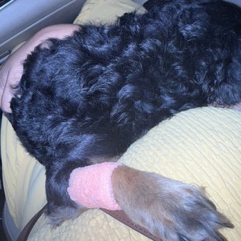 East Valley Urgent Pet Care - First night. He couldn't move at all. - Veterinarians Near Me - Mesa, Arizona East Valley Urgent Pet Care - First night. He couldn't move at all. - Veterinarians Near Me - Mesa, Arizona