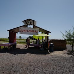 Vertuccio Farms - Sunflower days at Vertuccio Farms