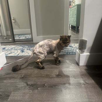 Aptos-Creekside Pet Hospital - After her haircut- drool is a result of sedation - Veterinarians Near Me - Aptos, California Aptos-Creekside Pet Hospital - After her haircut- drool is a result of sedation - Veterinarians Near Me - Aptos, California