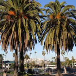 Oceanside High School - Beautiful view of palm trees and the ocean.