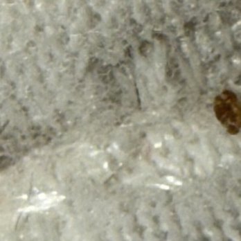 Harrah's Resort Southern California - dead bed bugs exo shell on left dead brown bug on roght - Casinos Near Me - Funner, California Harrah's Resort Southern California - dead bed bugs exo shell on left dead brown bug on roght - Casinos Near Me - Funner, California