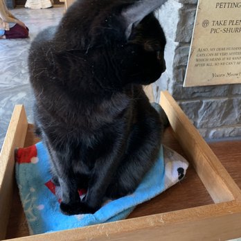 Seattle Meowtropolitan - Cutie pie - Themed Cafes Near Me - Seattle, Washington Seattle Meowtropolitan - Cutie pie - Themed Cafes Near Me - Seattle, Washington