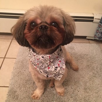 Bark Bath & Beyond - Pet Groomers Near Me - Ronkonkoma, New York