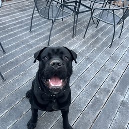 Dog friendly Dog friendly