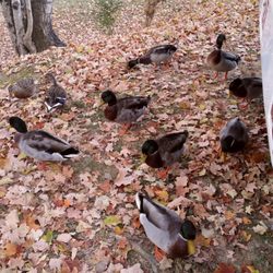Feeding the ducks