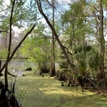Lettuce Lake Park - Parks Near Me - Tampa, Florida