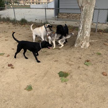 Franich Dog Park - Having fun - Dog Parks Near Me - Watsonville, California Franich Dog Park - Having fun - Dog Parks Near Me - Watsonville, California