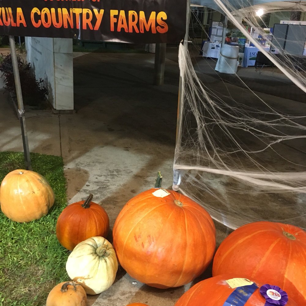 Maui Fair - Photo op with the pumpkins - Festivals Near Me - Wailuku, Hawaii Maui Fair - Photo op with the pumpkins - Festivals Near Me - Wailuku, Hawaii