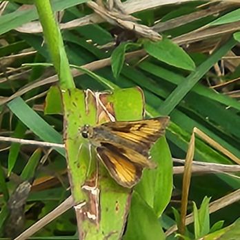 Hayfields State Park - I thought this was some golden skipper but Gemini says its a Grass Skipper. - Parks Near Me - Williamsville, Virginia