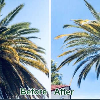 Bell de Mar Landscaping & Maintenance - Fade palm before and after trimming - Landscaping Near Me Bell de Mar Landscaping & Maintenance - Fade palm before and after trimming - Landscaping Near Me