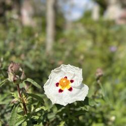 Jardins et Maison de Claude Monet