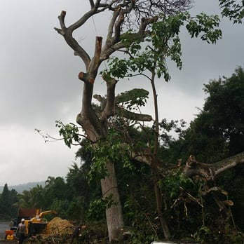 Canopy Care - Monkey Pod carefully coming down! - Tree Services Near Me Canopy Care - Monkey Pod carefully coming down! - Tree Services Near Me