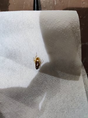 Five Loaves & Two Fishes by null