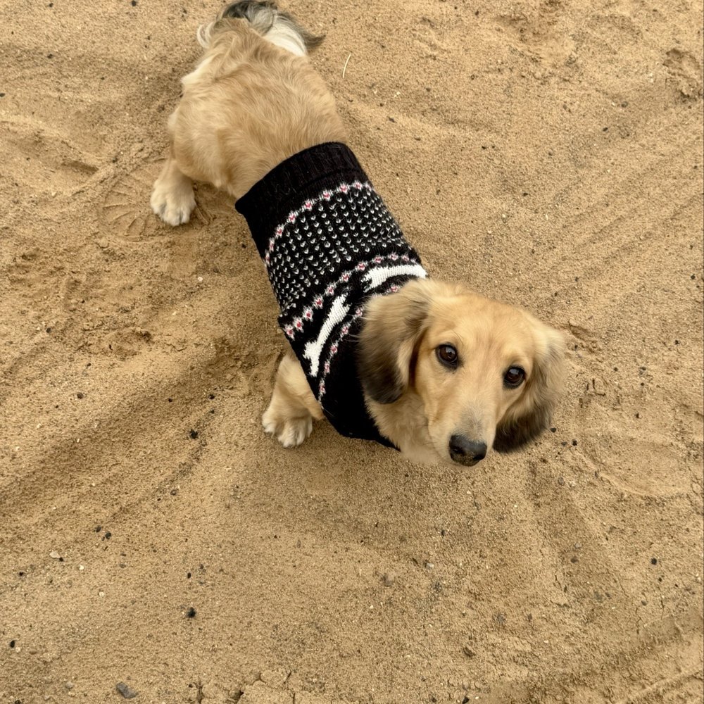Small Paws Cremations - Bentley's last photo on Christmas Eve before his passing. - Pet Cremation Services Near Me - Los Angeles, California Small Paws Cremations - Bentley's last photo on Christmas Eve before his passing. - Pet Cremation Services Near Me - Los Angeles, California