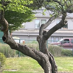 Kneeland Park