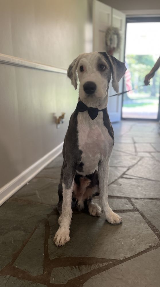 THE DOG SALON FORT WAYNE Updated September 2024 Request an