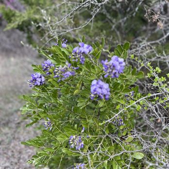 Arbor Hills Nature Preserve - Prairie Verbena in bloom. Typically blooms in April but came early this year. - Parks Near Me - Plano, Texas