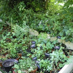 Jardin Écologique - Jardin écologique