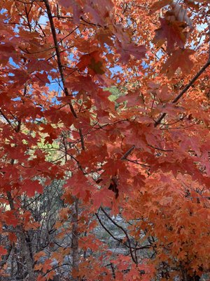 Lost Maples State Natural Area by null
