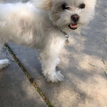 Riverwalk Dog Park - Maltese shih zu puppy - Dog Parks Near Me - Riverside, California Riverwalk Dog Park - Maltese shih zu puppy - Dog Parks Near Me - Riverside, California
