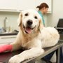 Photo of Center Line Veterinary Hospital