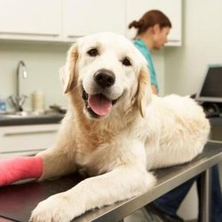 Center Line Veterinary Hospital - untitled