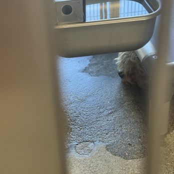 Downey Animal Care Center - Rescue pup - Pet Adoption Near Me - Downey, California
