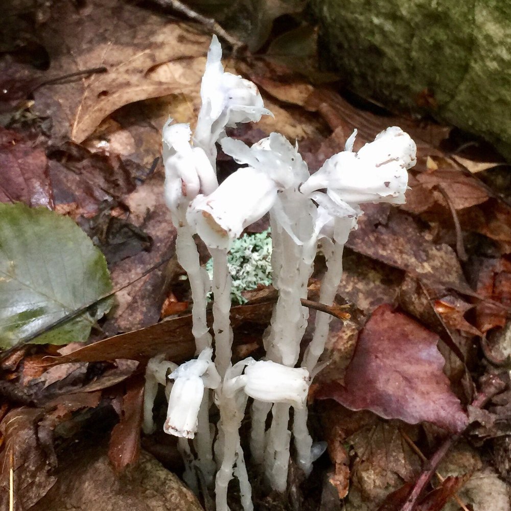 Cascade Falls - Ghost pipe - Parks Near Me - Pembroke, Virginia