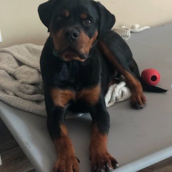 Paws 'n' Rec - Jones - Pet Training Near Me - Las Vegas, Nevada