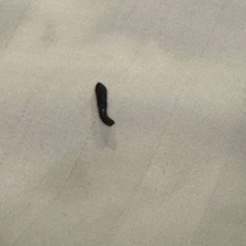 Vacasa - Close up photo of feces left on the bed. - Vacation Rentals Near Me Vacasa - Close up photo of feces left on the bed. - Vacation Rentals Near Me
