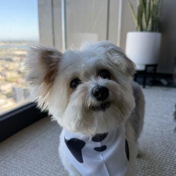 The Pawlor Salon & Spa - Pet Groomers Near Me - Oakland, California The Pawlor Salon & Spa - Pet Groomers Near Me - Oakland, California