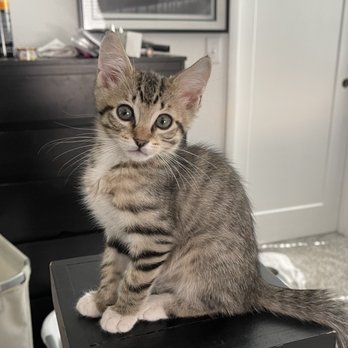 Foreclosed Upon Pets - Cat rescued by FUPI - Pet Adoption Near Me Foreclosed Upon Pets - Cat rescued by FUPI - Pet Adoption Near Me