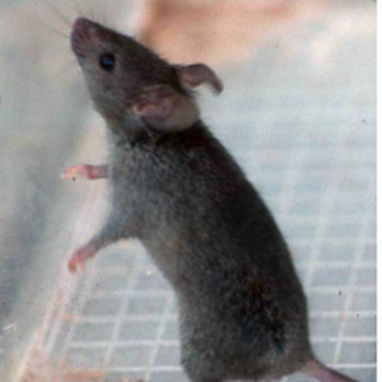 Mice Guys - Pest Control Near Me Mice Guys - Pest Control Near Me
