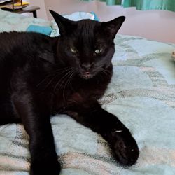 Lake Geneva Animal Hospital - Gabby and her THUMBLESS PAWS