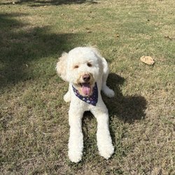 VIP Dog Hotel