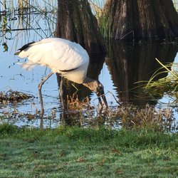 Sandhill Crane Golf Course - Wood Stork