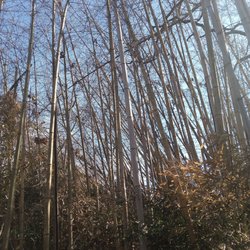 Sleepmart - I have bamboo dry that being cut out so new can grow looking for a buyer near me